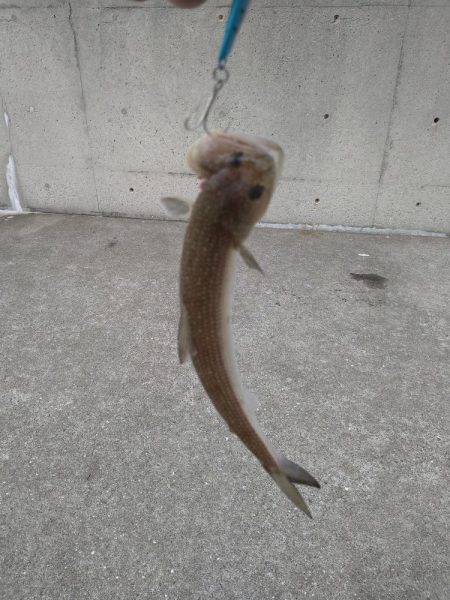 ハマチと呼べるサイズ